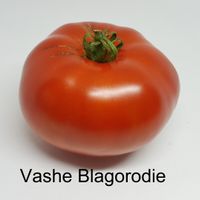 Vashe Blagorodije (Ers Nåd)